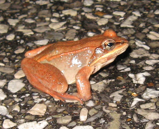 Wood Frog